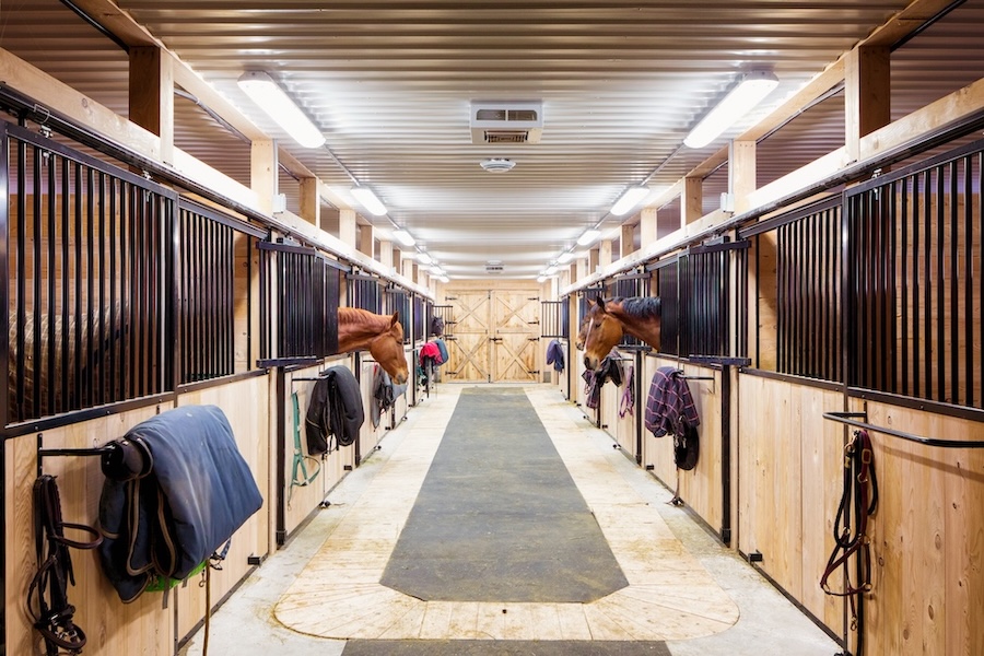 Contemporary horse stalls in horse riding school. Saveral horses are peeking through their windows